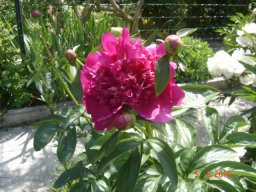 pivoine_20211127_1290335299